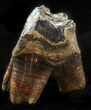 Fossil Rhino (Stephanorhinus) Upper Molar - Germany #57819-1